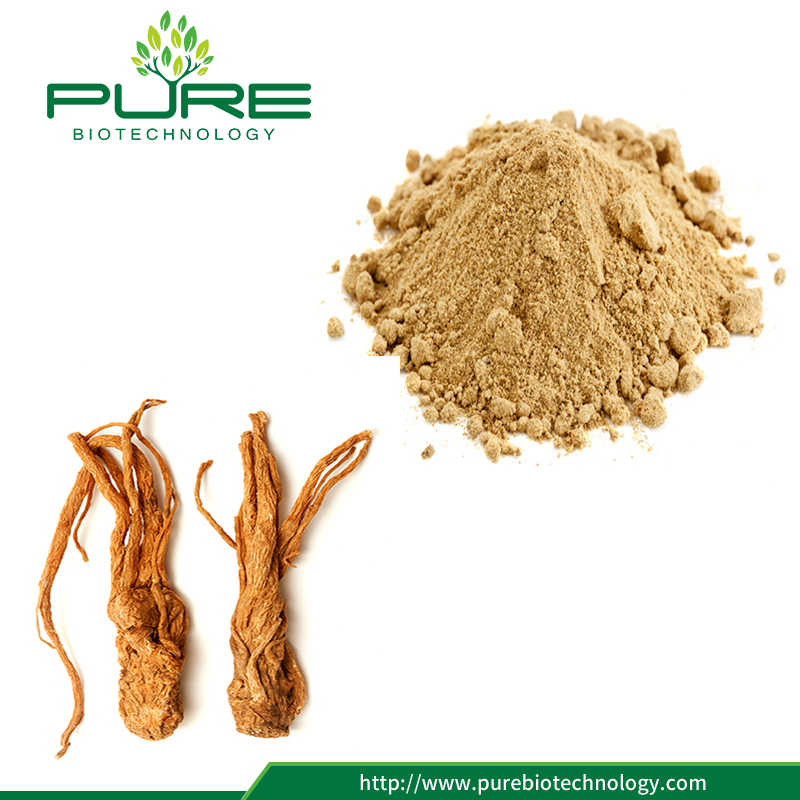 Polvere dell'estratto dell'angelica della medicina di erbe tradizionale Traditional Herbal Medicine Angelica Extract Powder