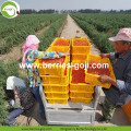 Afvallen Natuurlijke gedroogde Voeding Himalayan Goji-bessen