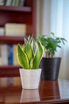 Mini Round Indoor Plant Container