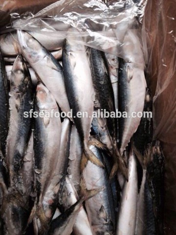 Land Frozen Mackerel Fish