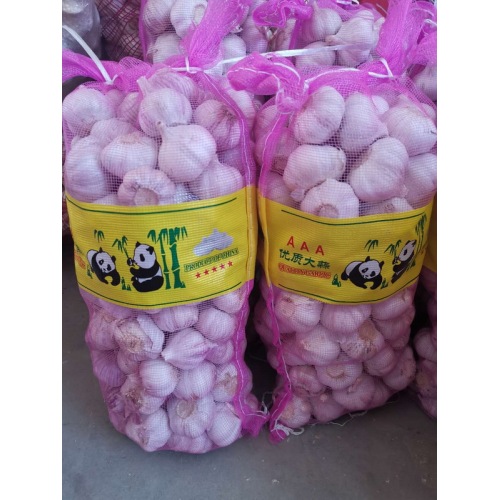 Bawang putih putih normal segar