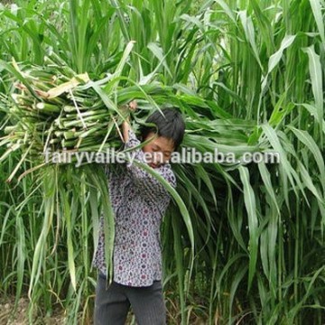 2014 Newest Forage Grass Seeds Gaodan Grass Seeds Sorghum sudan grass seeds For Growing