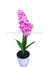 flower hyacinth light
