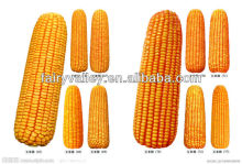 Chinese Hybrid Waxy Glutinous Corn Seed For Growing