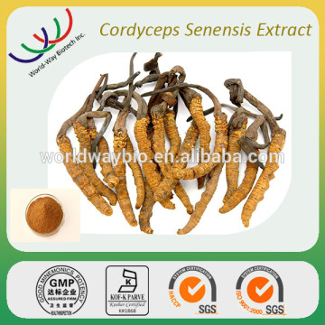 China alibaba factory price free sample 40% cordyceps polysaccharide wild cordyceps sinensis extract price