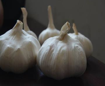 garlic factory from jining