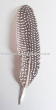 Guinea Feather