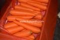 Новая Урожай 2020 Свежая Морковь