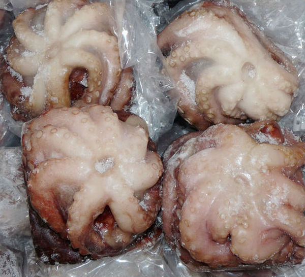 Kwiat wpisany zamrożony ośmiornica cała oczyszczona