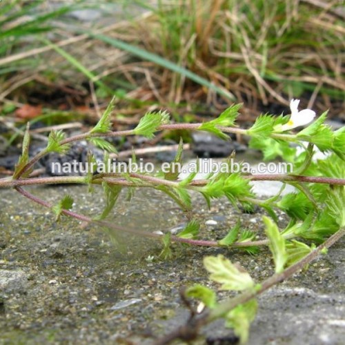 Eyebright Herb powder