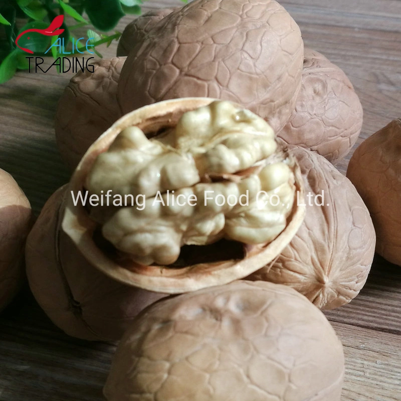 Wholesale Xinjiang Walnut Price Cheap Walnut in Shell