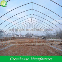 garden tomato greenhouse