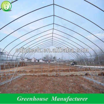garden tomato greenhouse