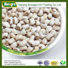 white black eyed cowpea