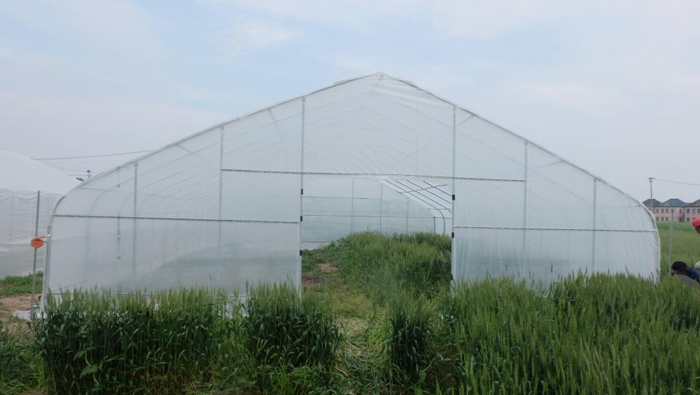 Buy Tunnel Greenhouse,Hoop Greenhouse For Vegetable