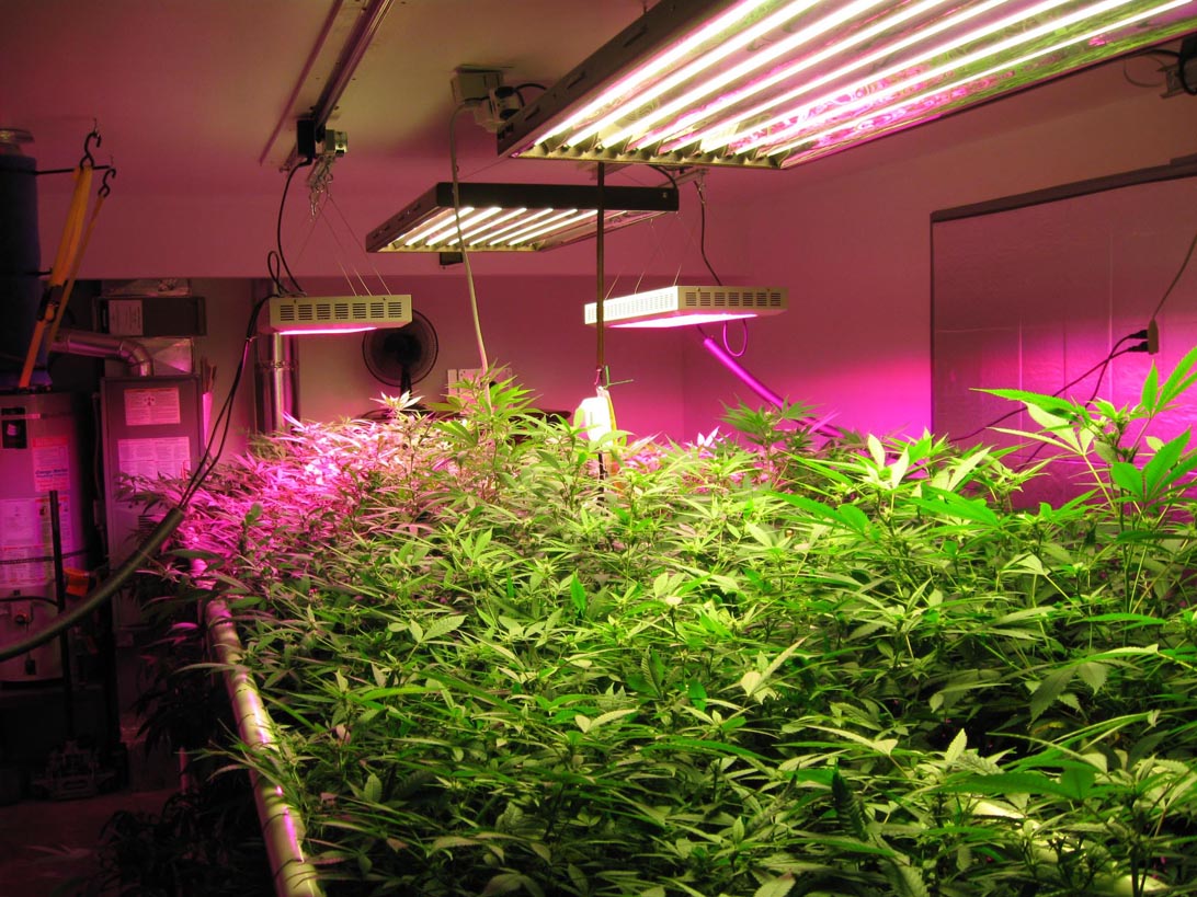 Bulk grow lights buy online