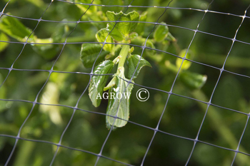 Extruded Bird Control Net