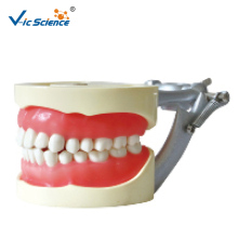 Standard Model  soft gum