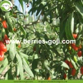 Perdere peso Natural Fuits Bulk Bacche di Goji comuni