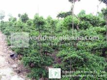 Carmona Microphylla bonsai trees
