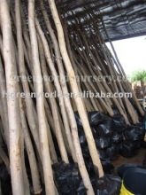 Cercis chinensis flowering trees