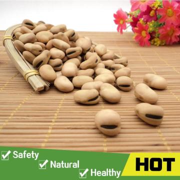 Dry broad bean kernels fava beans for sale
