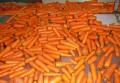 свежая морковь из провинции Шаньдун