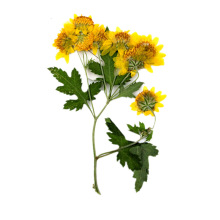Wild Chrysanthemum Dried Flower Specimen Leaf Painting