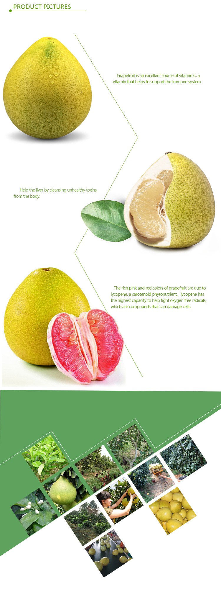 New fresh pomelo fruit