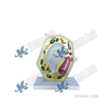 Model of 50122.05 Plant Cell: An In-depth Search Engine