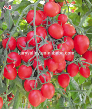 Cherry tomato seed hybrid high yield Cherry tomato seeds for growing- 8-Up