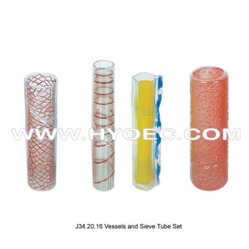 Vessels and Sieve Tube Set-J34.20.16