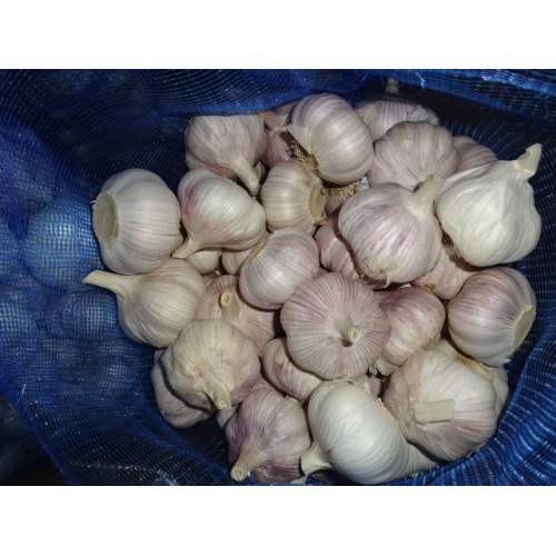High Quality Normal White Garlic Season 2020