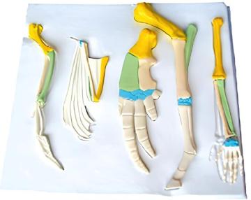 Comparative model of forelimb bones in vertebrates