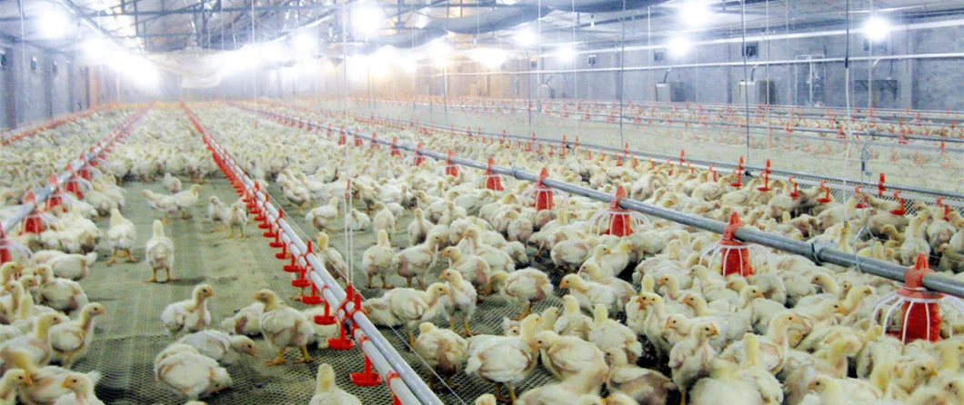 IP66 Aviation Glue Poultry Bulbs for Laying Hens