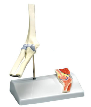 Vector profile model of knee joint and ligament