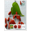baies de goji rouge de Chine 250/280/350/380/500/750, graines de goji