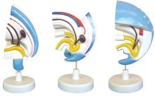 Urinary system occurrence model (3 components)