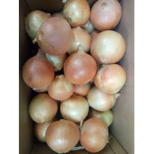 Shandong Good Quality Fresh Onion For Sale