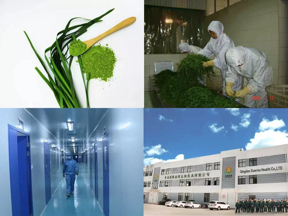 Food Supplement Organic Wheatgrass Juice Powder