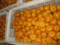 Nanfeng Fresh Baby Mandarine