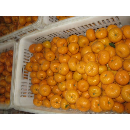 Nanfeng Fresh Baby mandarine