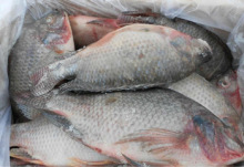 Newly processed frozen food WR / GS / GGS tilapia