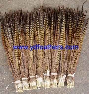 Best quality ringneck pheasant tail for wholesale