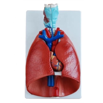 DARHMMY Medical Science Anatomical Models: Larynx, Heart, and Lung