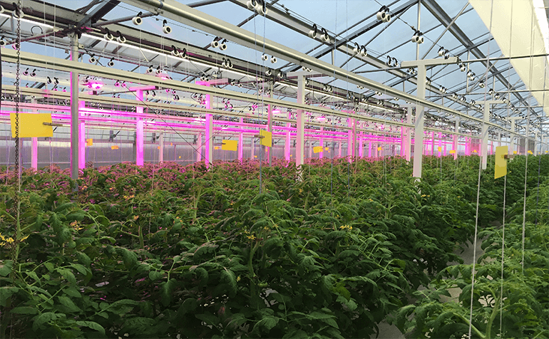 Customized full spectrum 0-10v dimming Grow light led T8
