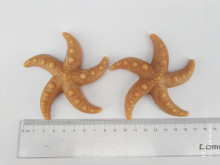 Starfish Dental Dog Snacks