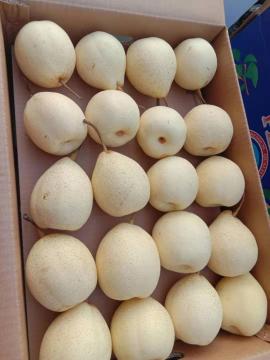fresh ya pear of high quality