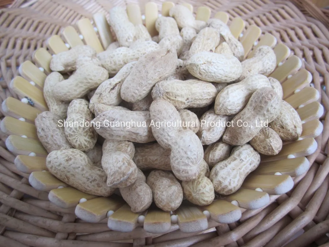 Roasted Peanut in Shell Good Quality for Sale