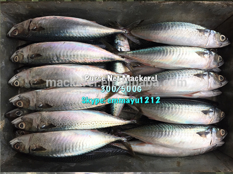 أفضل جودة صينية صينية الماكريل جولة كاملة الأسماك الماكريل المتجمدة للبيع